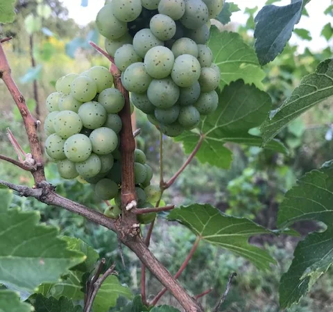 Продам вегетирующие корнесобственные саженцы винограда винных сортов - фото № 6