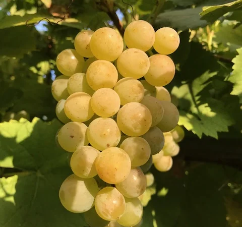 Продам вегетирующие корнесобственные саженцы винограда винных сортов - фото № 7