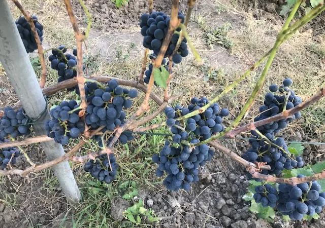 Продам вегетирующие корнесобственные саженцы винограда винных сортов - фото № 8
