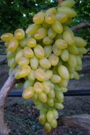 Виноград Столетие - фото № 1