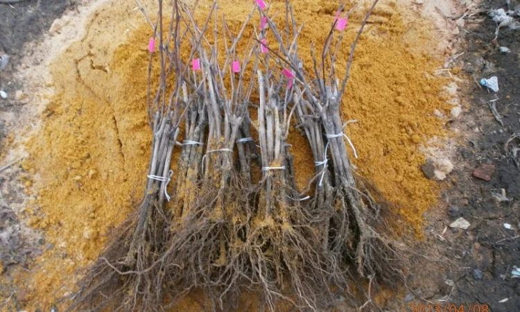 Продам саженцi та черенки винограда - фото № 1