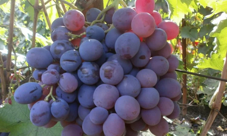 Продам саженцi та черенки винограда - фото № 9