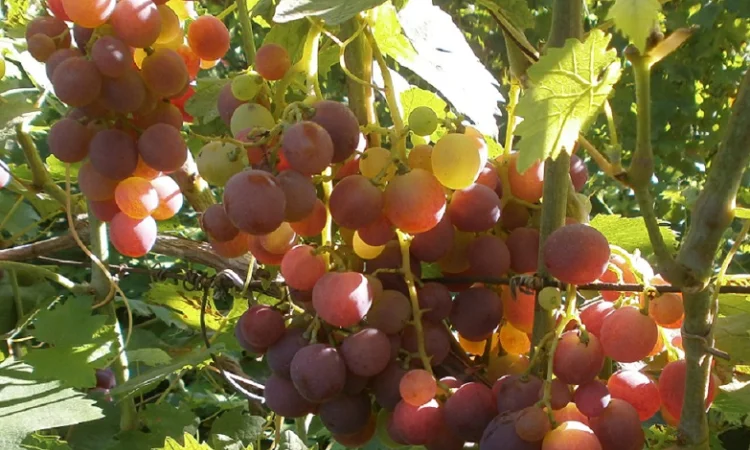 Продам саженцi та черенки винограда - фото № 2