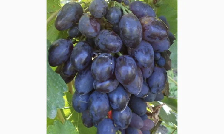 Продам саженцi та черенки винограда - фото № 3