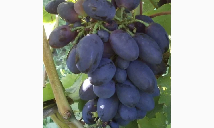 Продам саженцi та черенки винограда - фото № 4