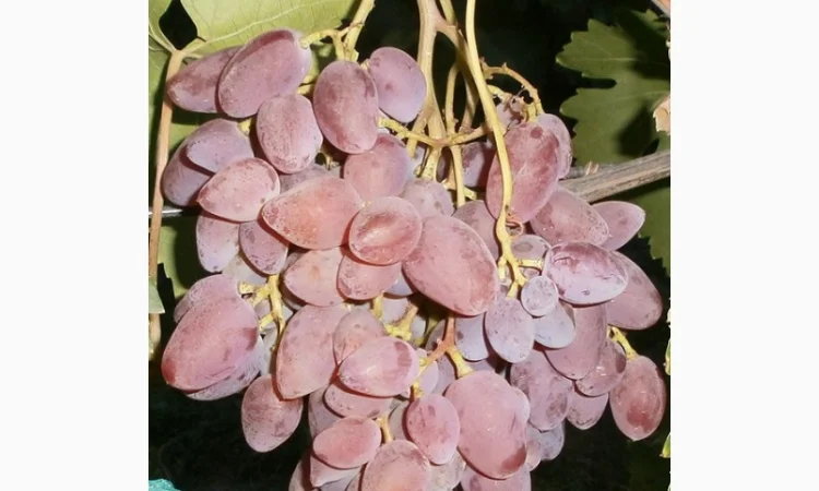 Продам саженцi та черенки винограда - фото № 6