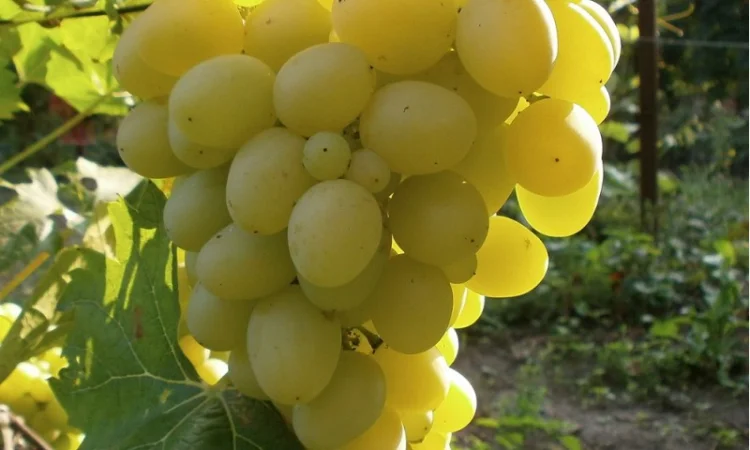 Продам саженцi та черенки винограда - фото № 8