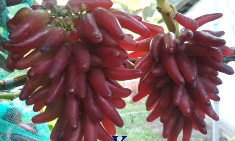 Продам черенки винограда. Кишмиші та столові форми - фото № 1