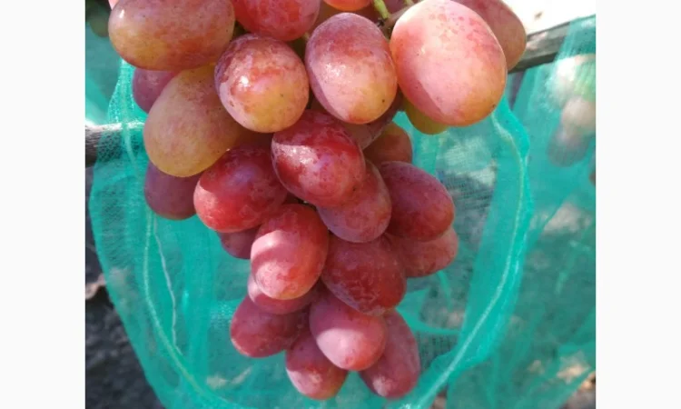 Продам черенки винограда. Кишмиші та столові форми - фото № 10