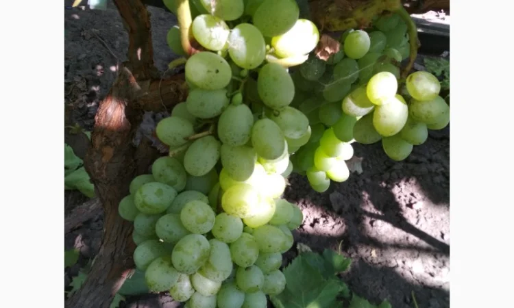 Продам черенки винограда. Кишмиші та столові форми - фото № 12