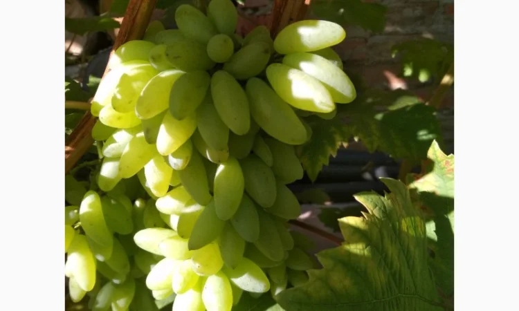 Продам черенки винограда. Кишмиші та столові форми - фото № 13