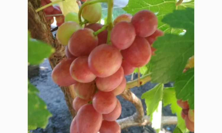 Продам черенки винограда. Кишмиші та столові форми - фото № 14