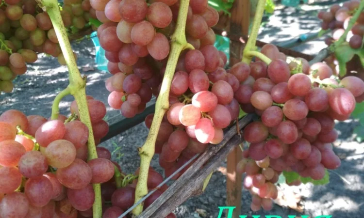 Продам черенки винограда. Кишмиші та столові форми - фото № 15