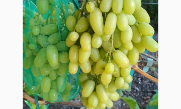 Продам черенки винограда. Кишмиші та столові форми - фото № 2