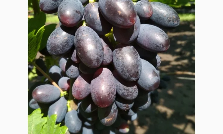 Продам черенки винограда. Кишмиші та столові форми - фото № 3