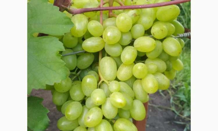 Продам черенки винограда. Кишмиші та столові форми - фото № 4