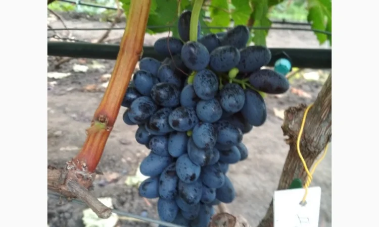 Продам черенки винограда. Кишмиші та столові форми - фото № 5