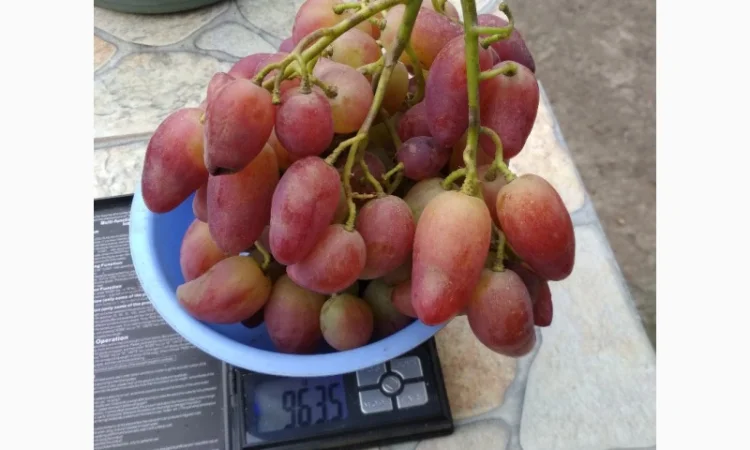 Продам черенки винограда. Кишмиші та столові форми - фото № 6