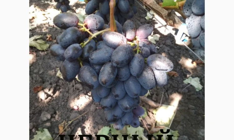 Продам черенки винограда. Кишмиші та столові форми - фото № 7