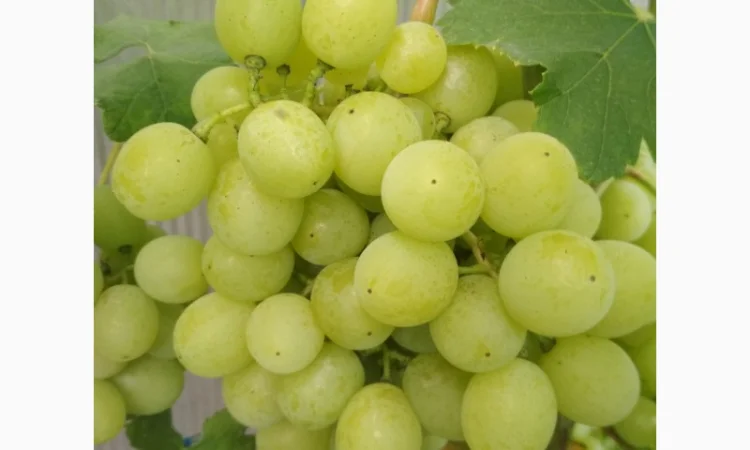 Продам черенки винограда. Кишмиші та столові форми - фото № 8