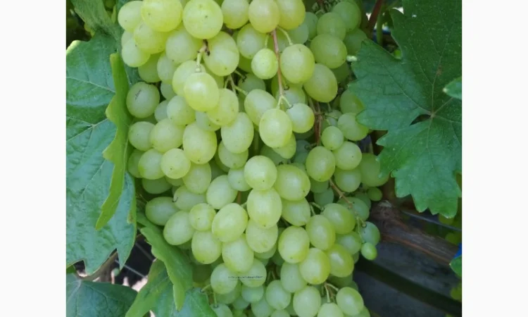 Продам черенки винограда. Кишмиші та столові форми - фото № 9