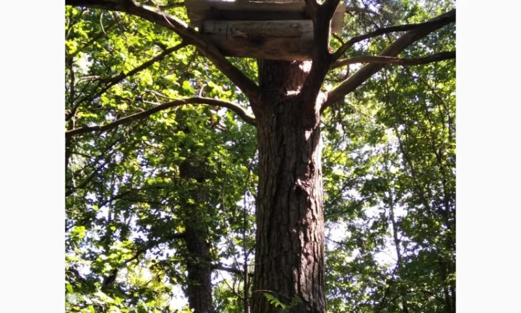 Продам бортний прополіс — натуральний продукт з Полісся - фото № 3