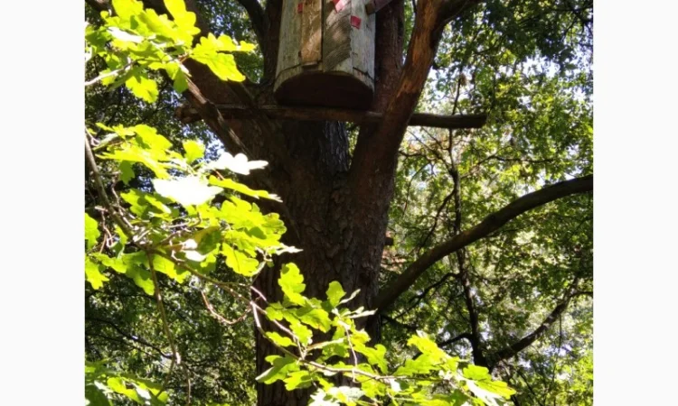 Продам бортний прополіс — натуральний продукт з Полісся - фото № 4