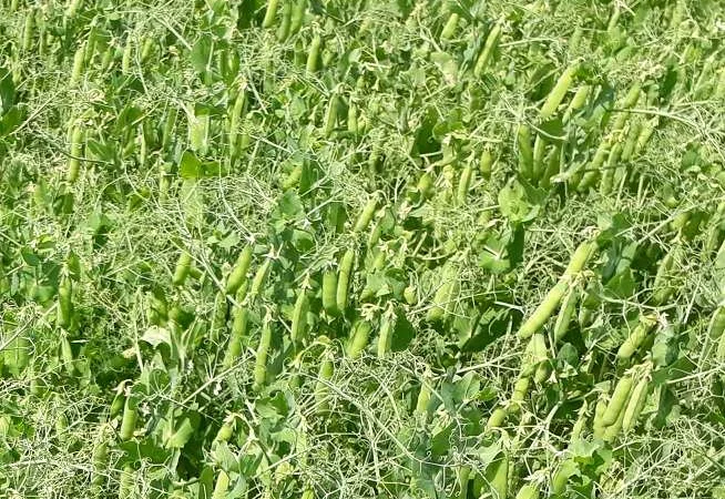 Продам насіння гороху сорту Грегор 1-Р - фото № 1