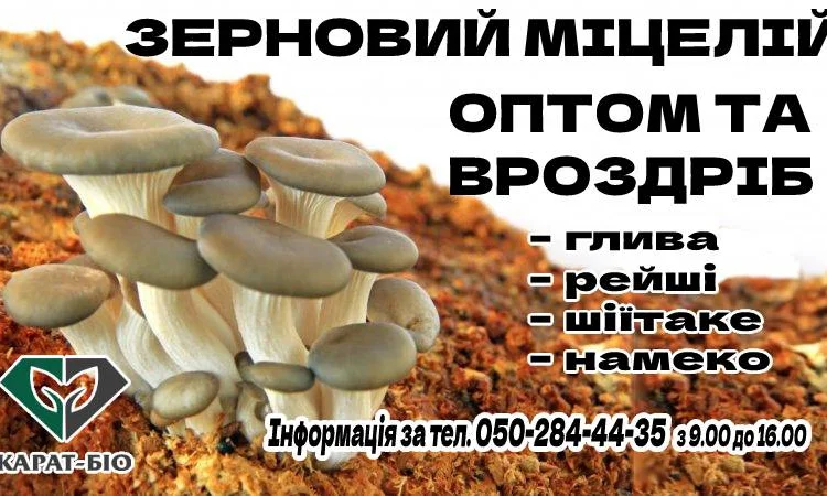 Мицелий съедобных и лечебных грибов - фото № 2