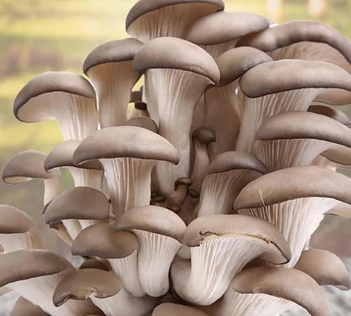 Мицелий съедобных и лечебных грибов - фото № 4