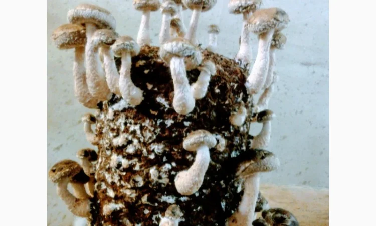 Мицелий съедобных и лечебных грибов - фото № 5