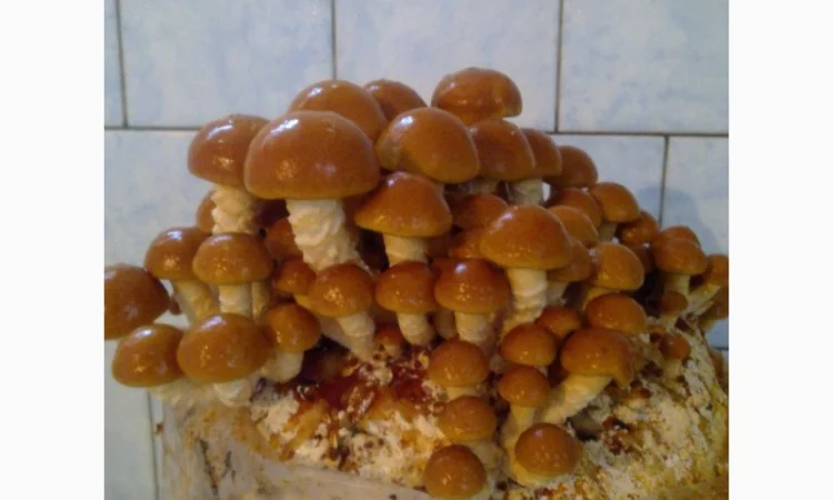 Мицелий съедобных и лечебных грибов - фото № 6