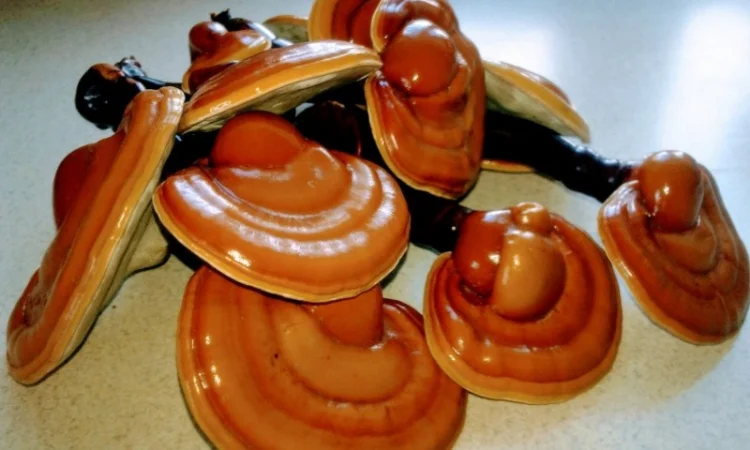 Мицелий съедобных и лечебных грибов - фото № 7