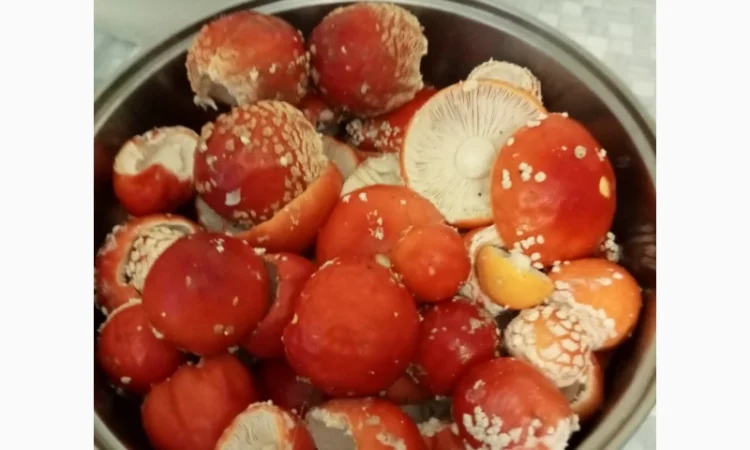 Продам сушений червоний мухомор - фото № 1