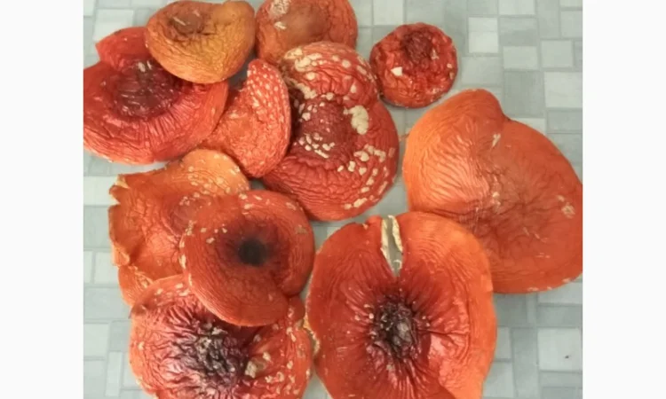 Продам сушений червоний мухомор - фото № 2