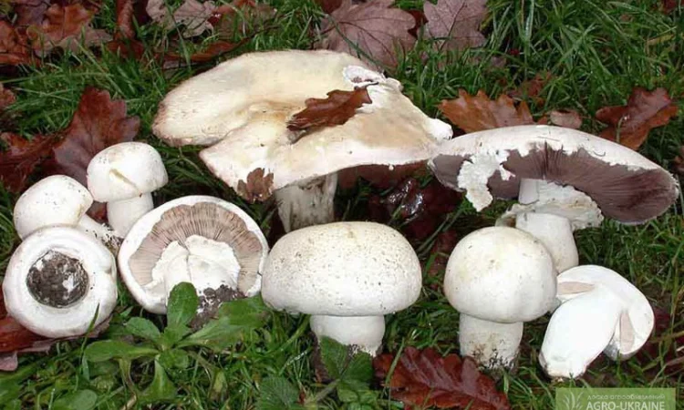 Грибница шампиньона,  др. грибов: кольцевик,  масленок,  лисичка,  подосиновик,  вешенка - фото № 1