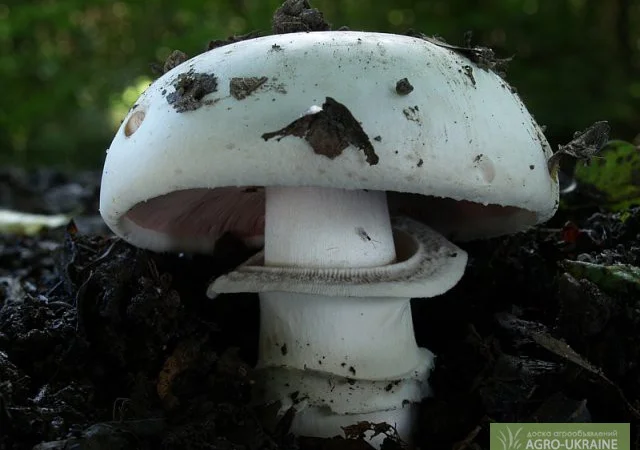 Грибница шампиньона,  др. грибов: кольцевик,  масленок,  лисичка,  подосиновик,  вешенка - фото № 2