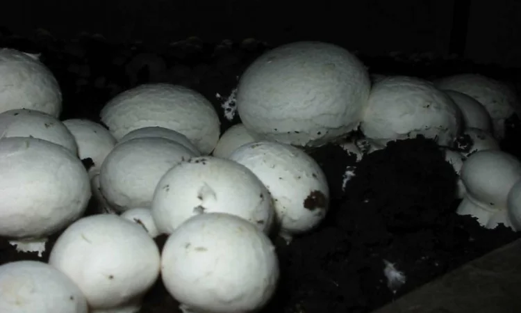 Грибница шампиньона,  др. грибов: кольцевик,  масленок,  лисичка,  подосиновик,  вешенка - фото № 3