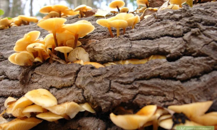 Мицелий опят для домашнего выращивания грибов - фото № 1