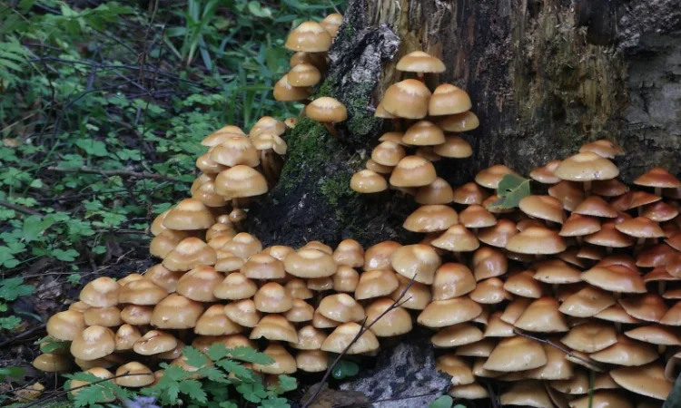 Мицелий опят для домашнего выращивания грибов - фото № 2