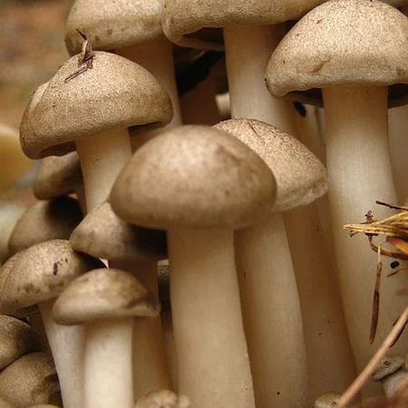 Мицелий опят для домашнего выращивания грибов - фото № 3