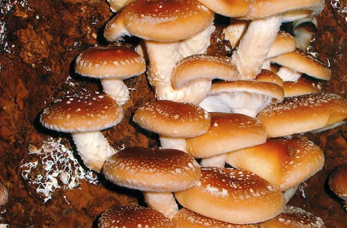 Мицелий шиитаке,  грибов рейши,  чага,  мейтаке,  энокитаке,  муэр - фото № 1