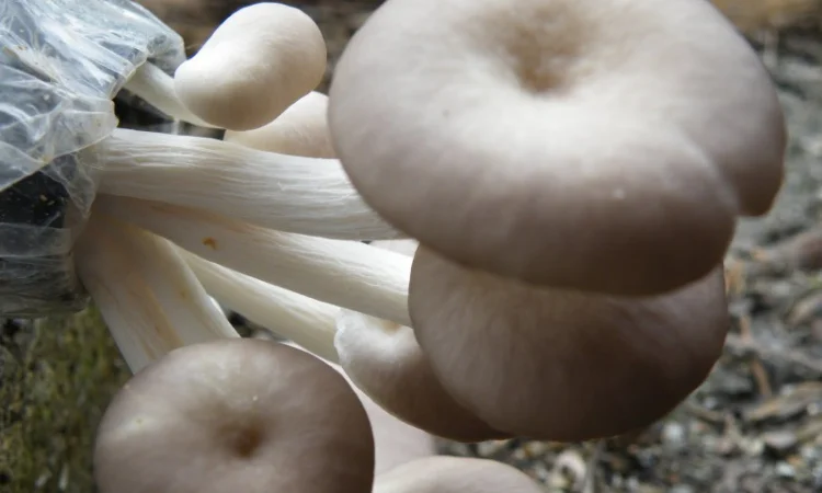 Мицелий вешенки Белый Эльф для домашнего выращивания - фото № 1