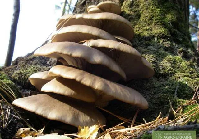 Мицелий вешенки весенней - фото № 1