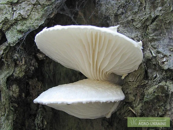 Вешенка дубовая - фото № 1