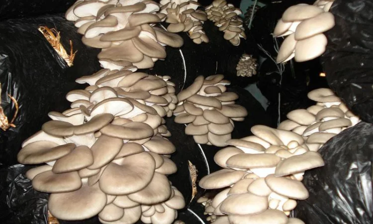 Выращивание вешенки. Мицелий вешенки обыкновенной недорого - фото № 1