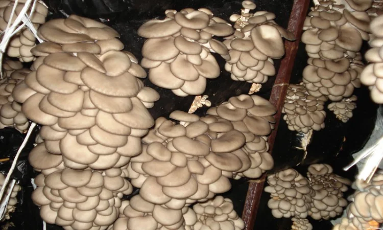 Выращивание вешенки. Мицелий вешенки обыкновенной недорого - фото № 2