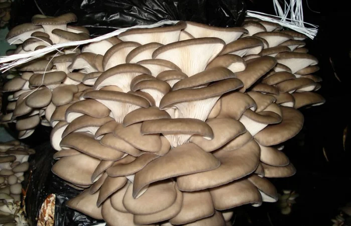 Выращивание вешенки. Мицелий вешенки обыкновенной недорого - фото № 3