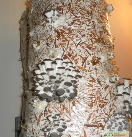 Выращивание вешенки. Мицелий вешенки обыкновенной недорого - фото № 5