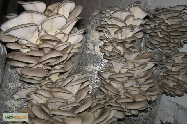 Выращивание вешенки. Мицелий вешенки обыкновенной недорого - фото № 6